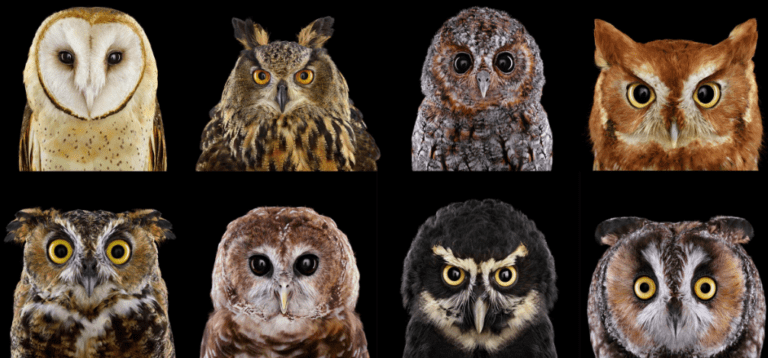 Social Media Management Tools